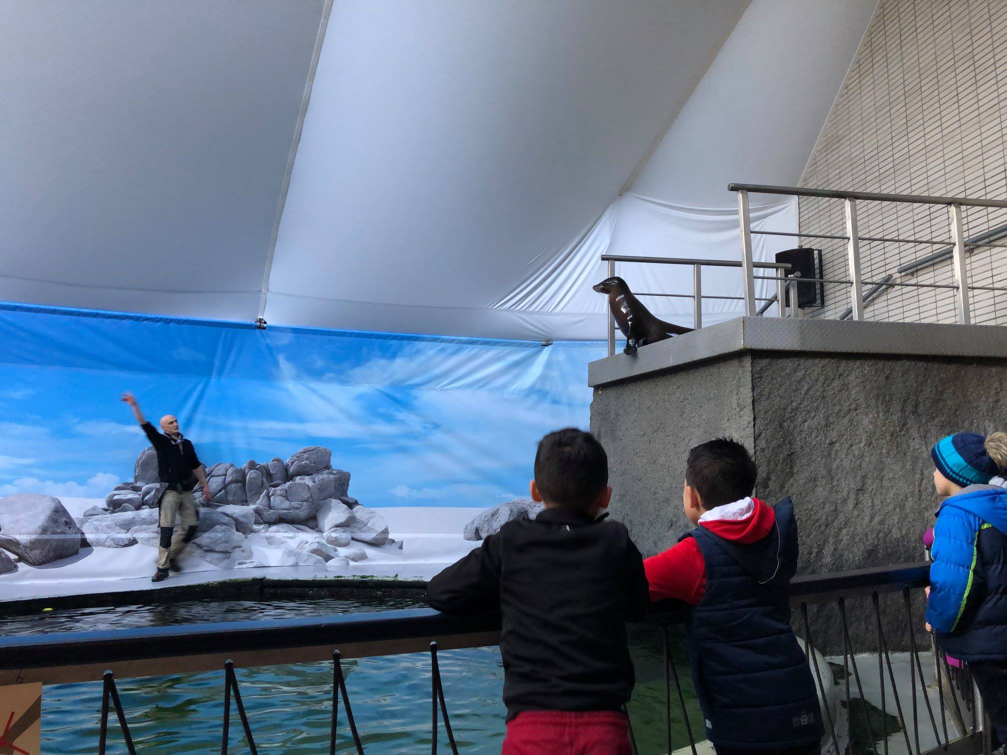 Sint-Martinus den XIIde - Zoo Antwerpen Kapoenen